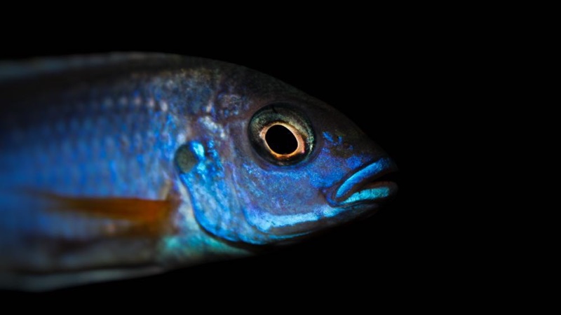 Pseudotropheus sp. 'acei' Luwala Reef